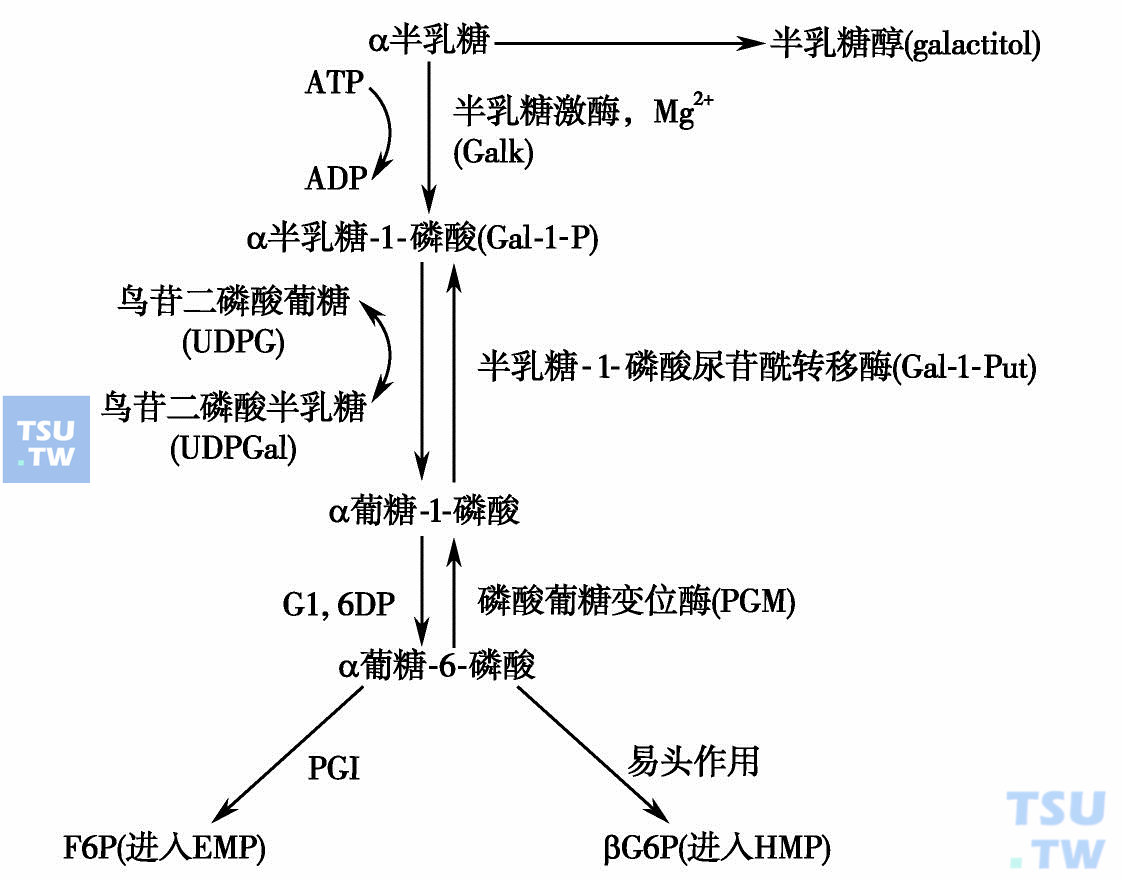  半乳糖在红细胞中的代谢（引自：邓家栋.临床血液学，2001：389）