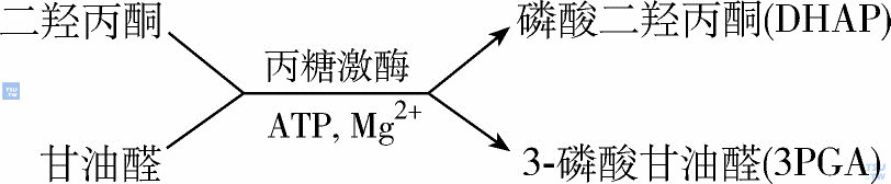 二羟丙酮（DHA）和甘油醛（GA）