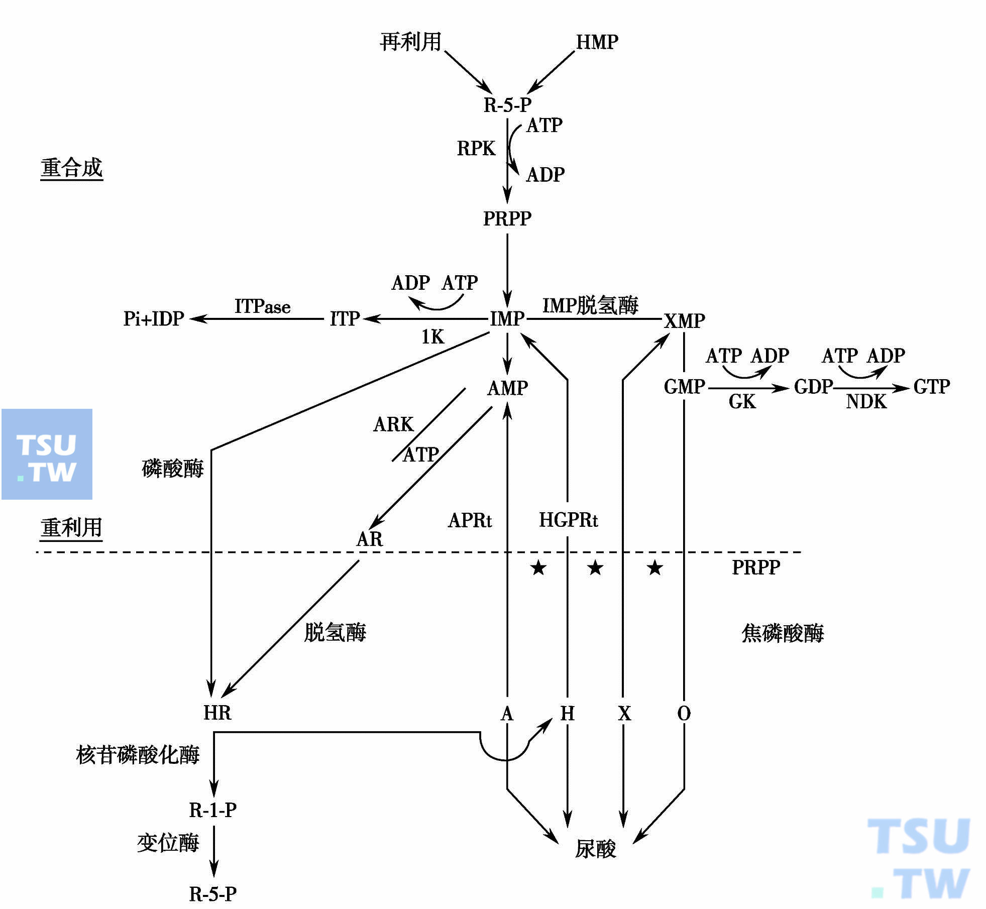  嘌呤核苷酸的合成和代谢；图中★指PRPP焦磷酸酶（引自：邓家栋.临床血液学，2001：391）