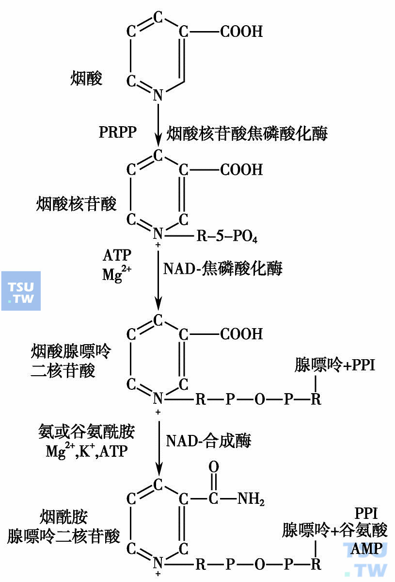  烟酰胺腺嘌呤二核苷酸的合成途径（烟酸途径）（引自：邓家栋.临床血液学，2001：392）