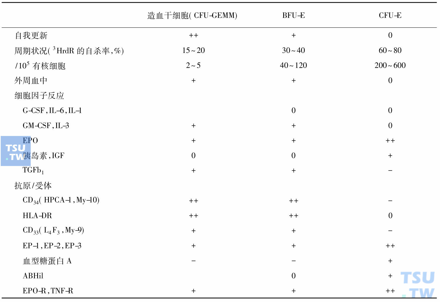 红细胞的生成过程（三个阶段）