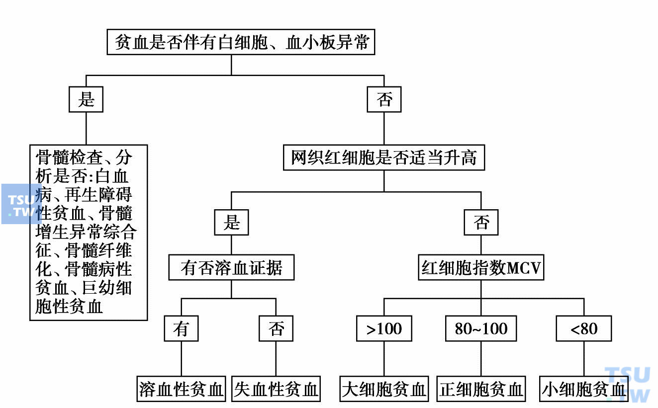 贫血的诊断与鉴别诊断详解