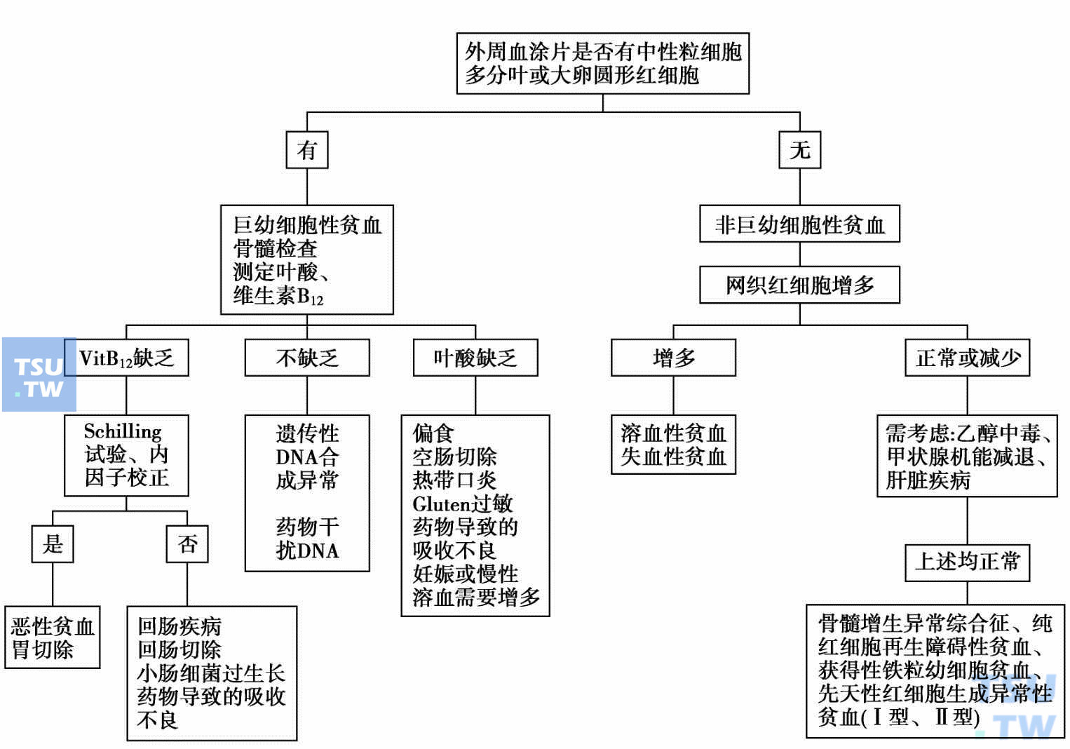  大细胞性贫血病因诊断评价