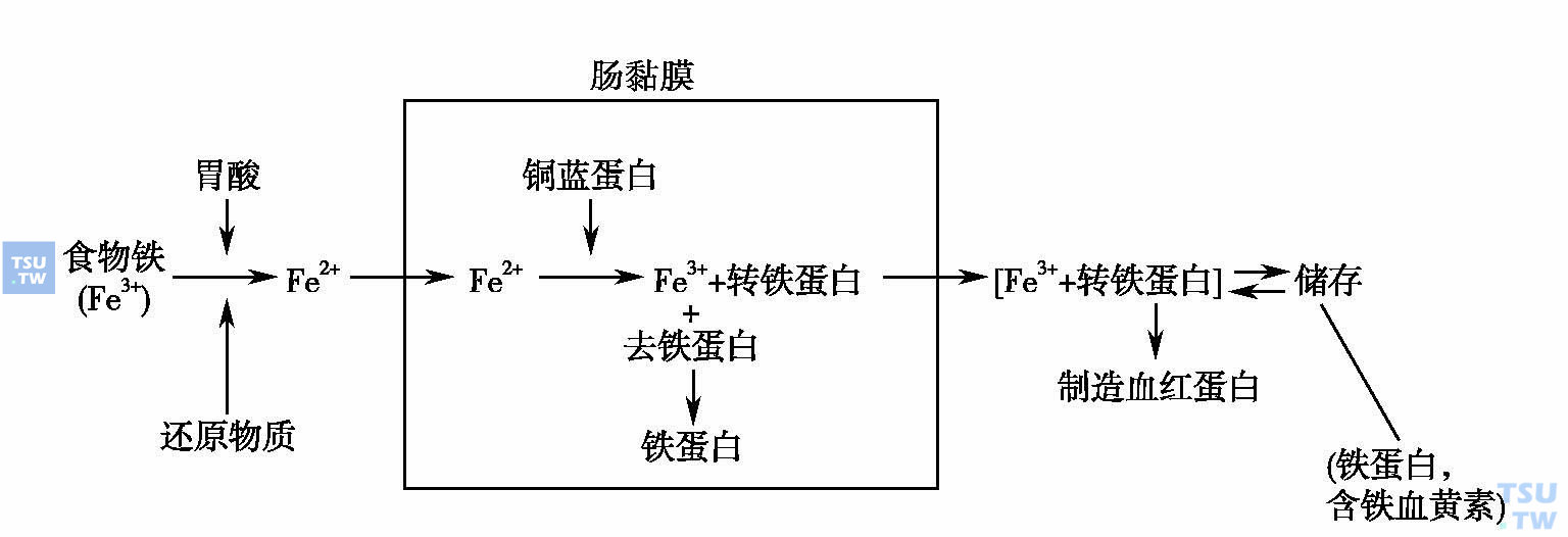 铁的代谢过程图图片