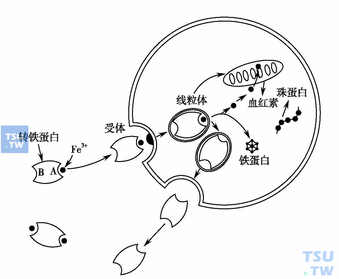 人体铁代谢：分布、吸收、运转、调控等