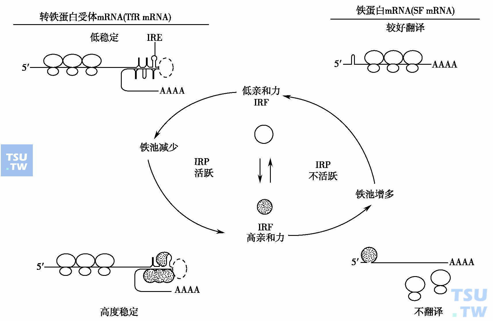 铁的代谢过程图图片