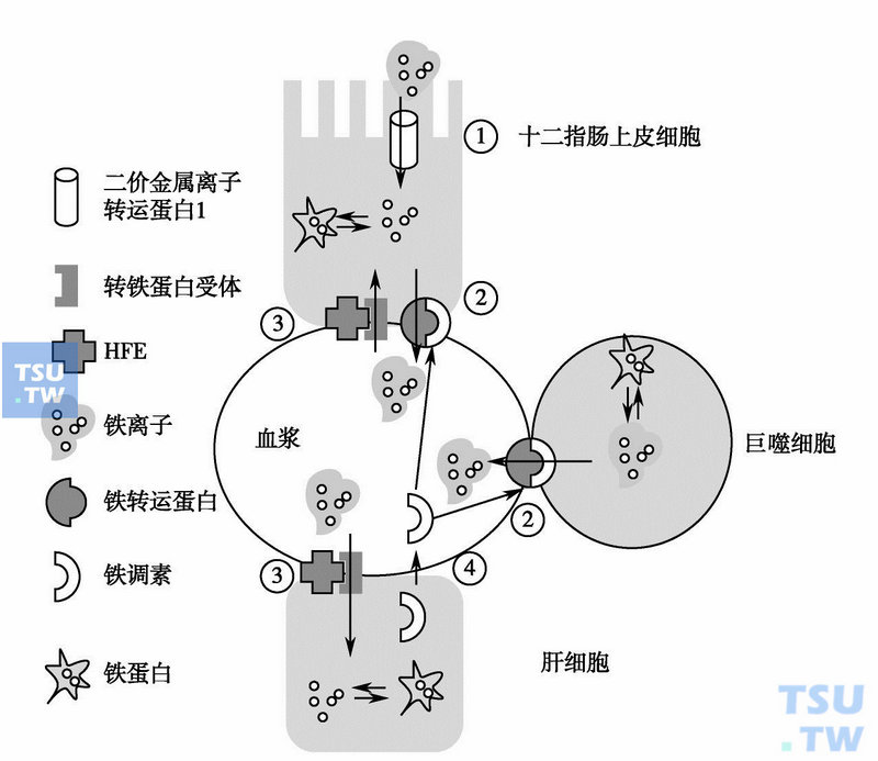 遗传性血色病诊治研究