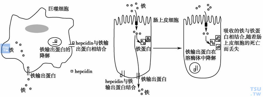  hepcidin作用机制：肠上皮细胞基底面铁输出蛋白ferroportin与铁调蛋白hepcidin结合并内化，导致肠吸收铁降低，血清铁降低；巨噬细胞/肝细胞表面ferroportin减少，铁在网状内皮系统蓄积，血清铁降低。