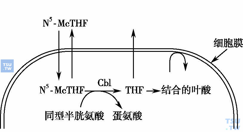  细胞内维生素B12和叶酸代谢的关系