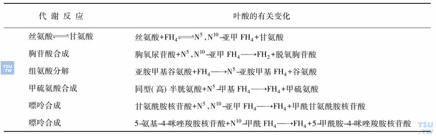 叶酸参与的生化代谢反应