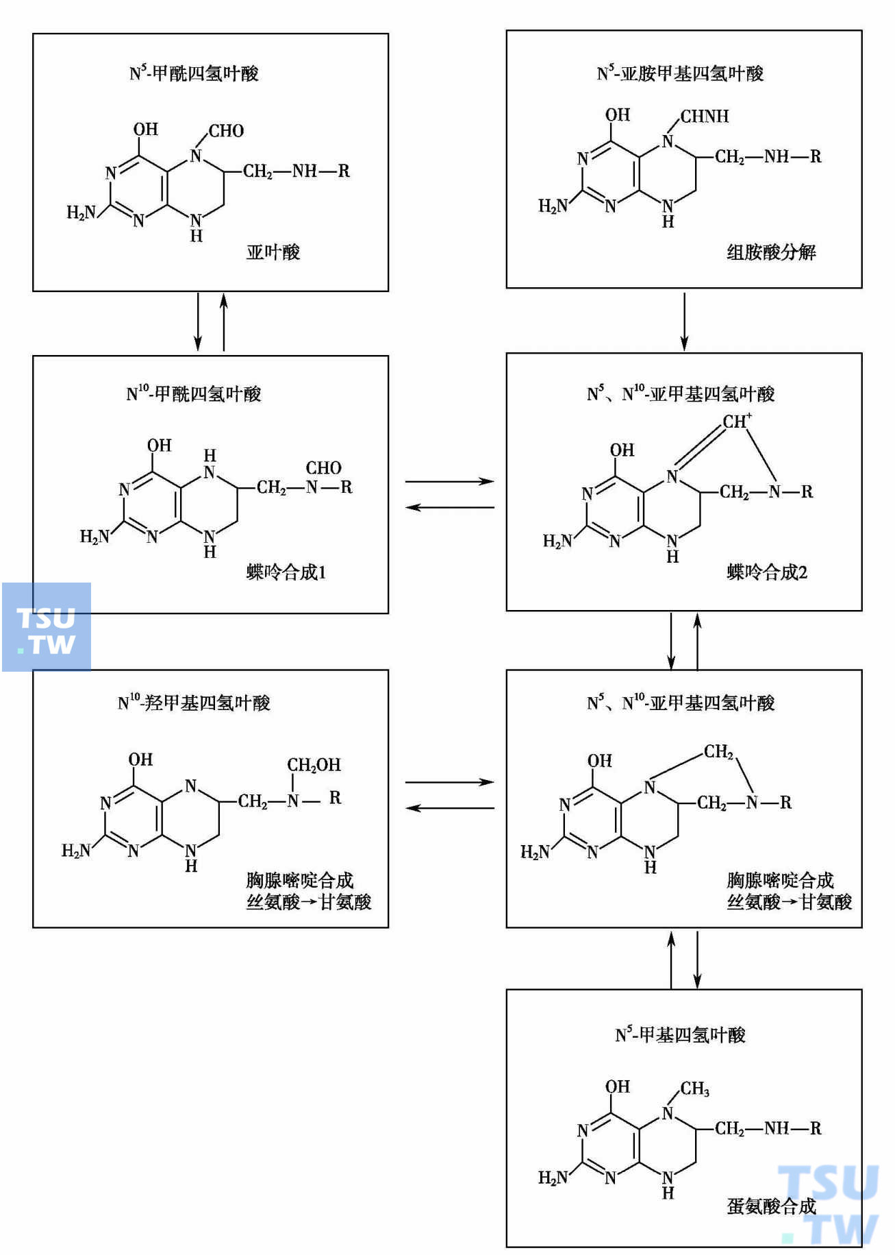  叶酸衍生物及相互间的转变