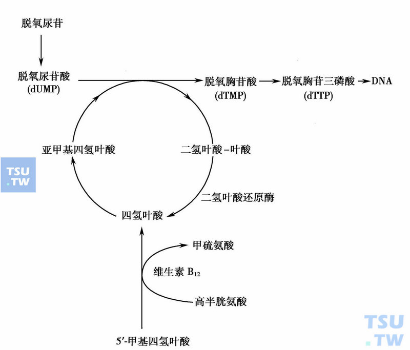  叶酸与维生素B12的代谢作用及对DNA合成的影响