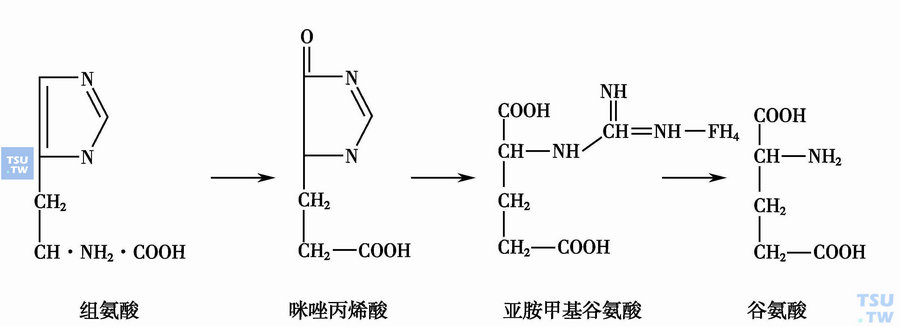  组氨酸的代谢反应图