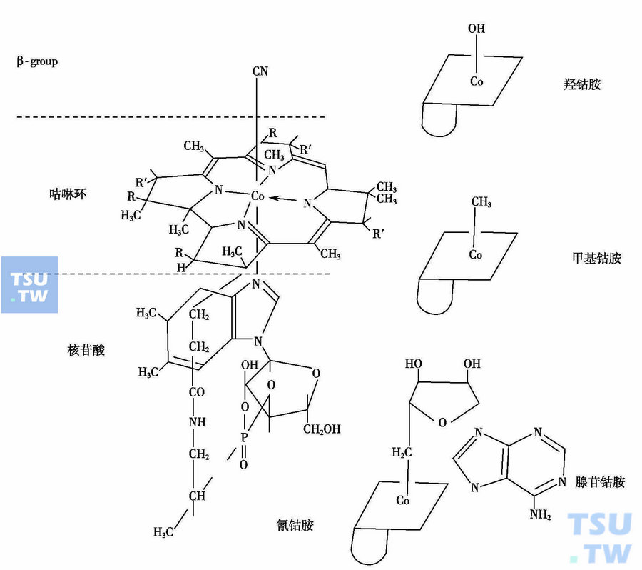 维生素B12结构图