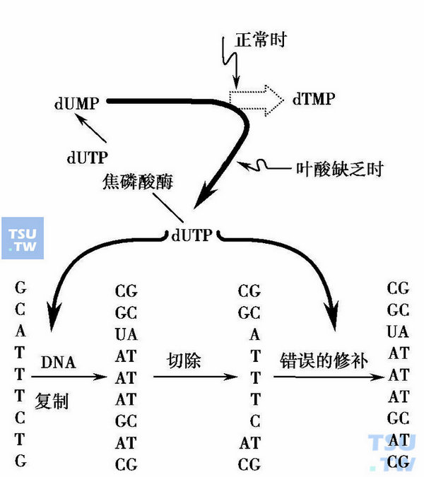  叶酸缺乏时巨幼细胞生成的生化示意图