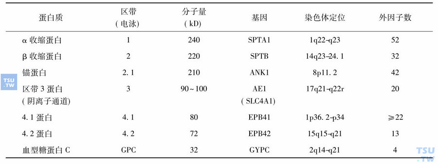 红细胞膜的主要蛋白质