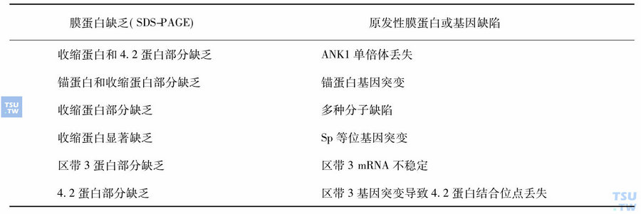 红细胞膜蛋白缺乏的可能病因