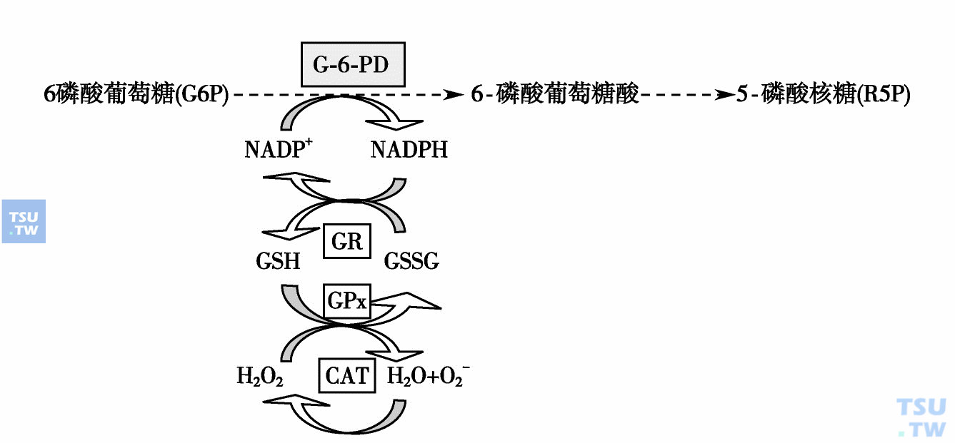  G-6-PD催化反应与GSH氧化还原反应示意图