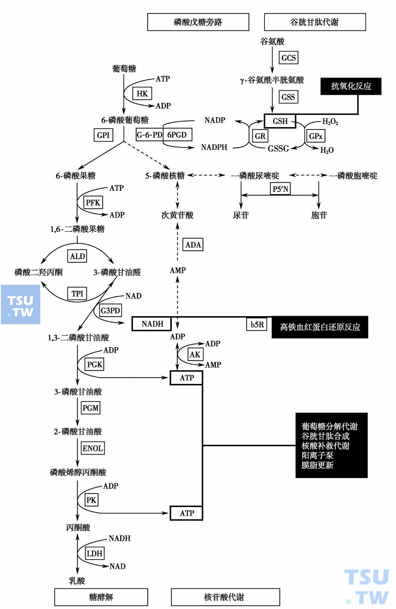 认识遗传性红细胞酶病