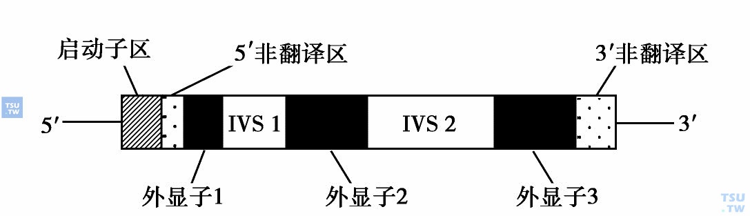  珠蛋白基因的结构：每个人珠蛋白基因含有3个编码部分（外显子），其被2个内含子分开。在β-珠蛋白基因中外显子1编码第1～30个氨基酸，外显子2编码第31～104个氨基酸，外显子3编码第105～146个氨基酸。阴影部分为5'及3'转录、非翻译区。启动子区约含100bp，其中有些是转录起始所必需的。