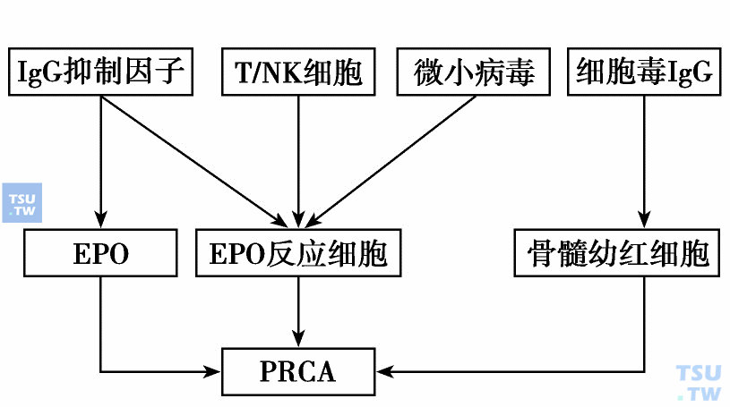 纯红细胞再生障碍性贫血（纯红再障/PRCA）