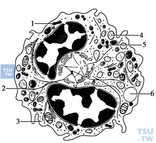 中性粒细胞的细胞结构