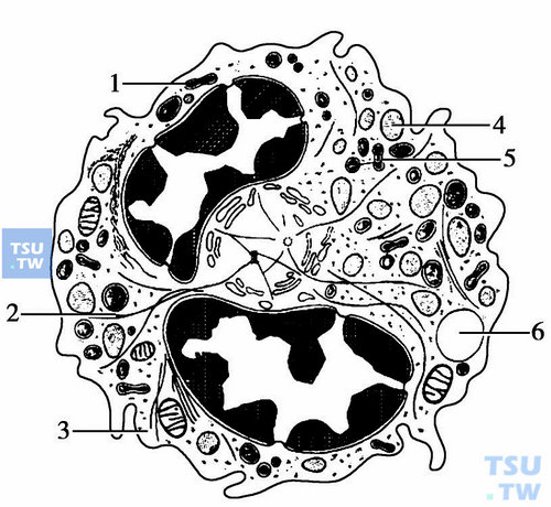  中性粒细胞模式图；1、5：嗜中性颗粒；2：微管；3：糖原颗粒；4：嗜天青蓝颗粒，断开的核叶在中心体周围；6：收缩的液胞