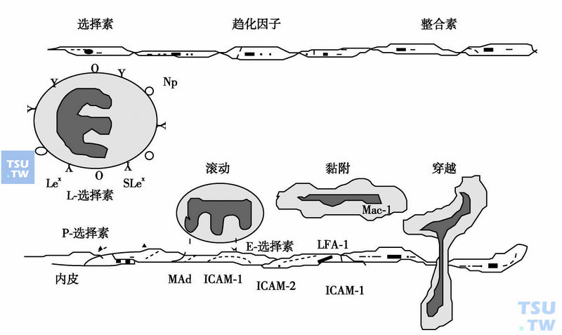  中性粒细胞黏附到炎症部位血管内皮细胞时的分子整合作用