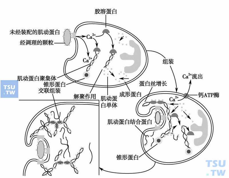  肌动蛋白的组装与Ca2+的作用