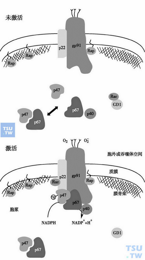  NADPH氧化酶的激活示意图