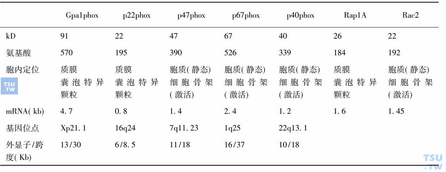 NADPH吞噬氧化酶（phox）组分的性质