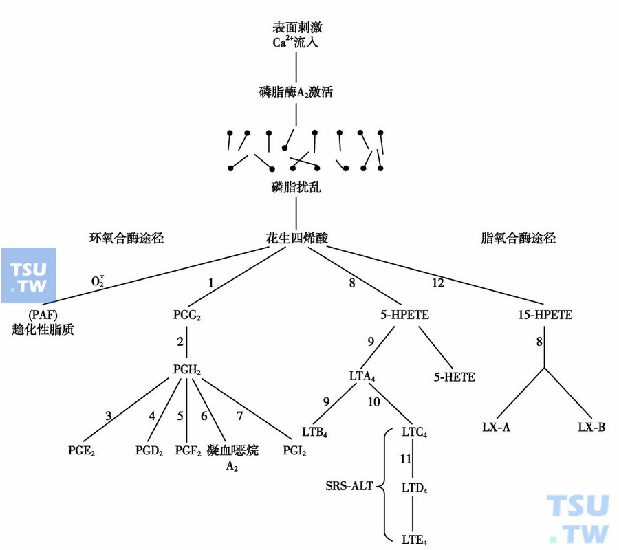 中性粒细胞的脂代谢：中性脂、IP3、DAG、花生四烯酸