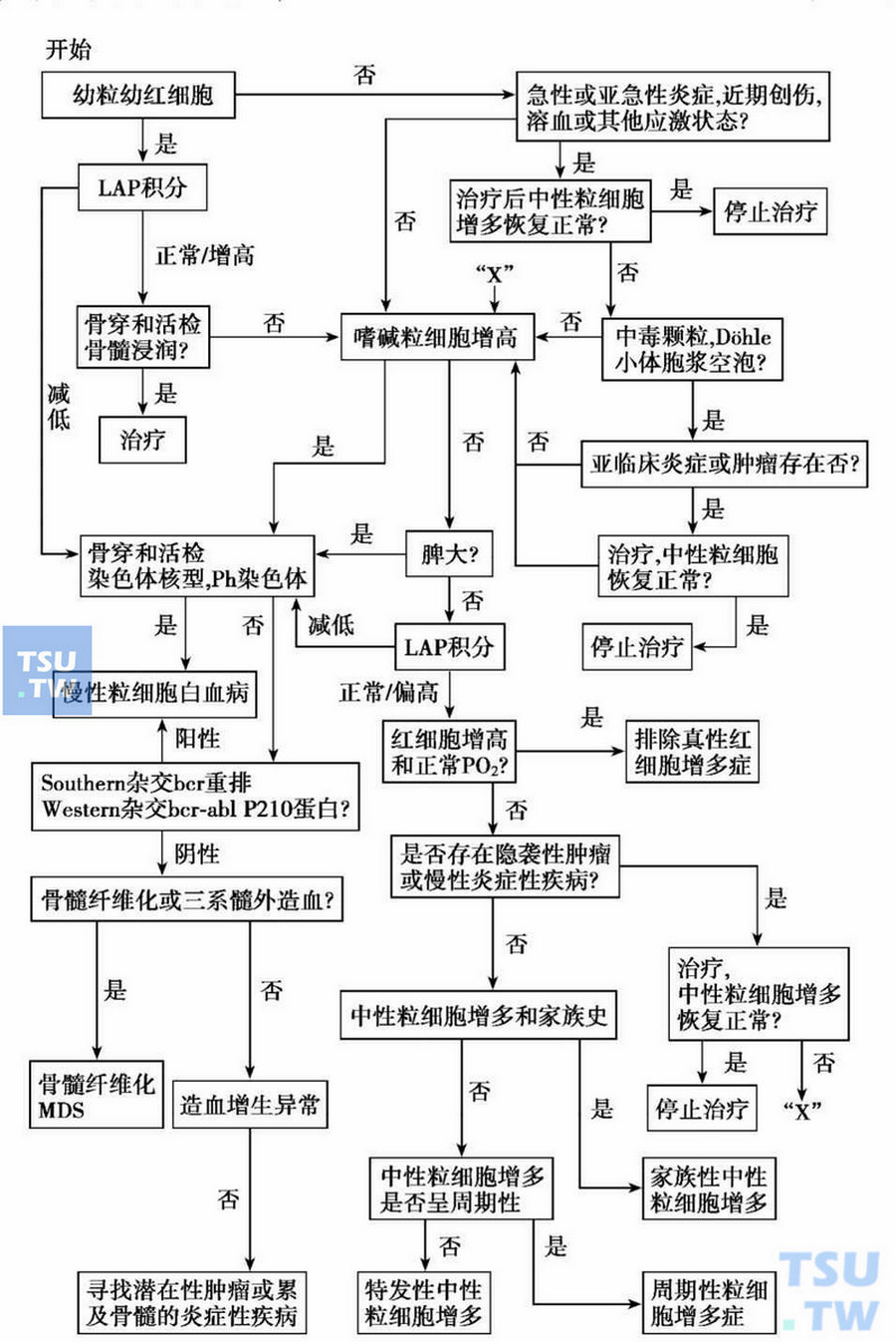  中性粒细胞增多症诊断步骤示意图