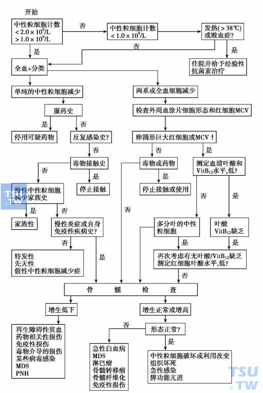  中性粒细胞减少症诊断步骤示意图