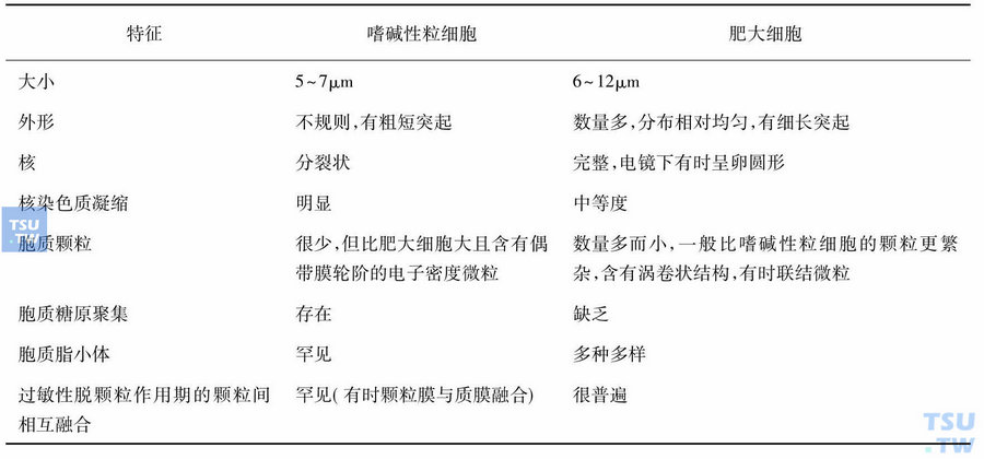 嗜碱性粒细胞和肥大细胞的形态学特征