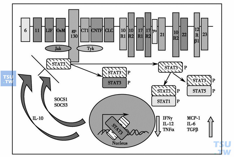  STAT3突变免疫病理示意图