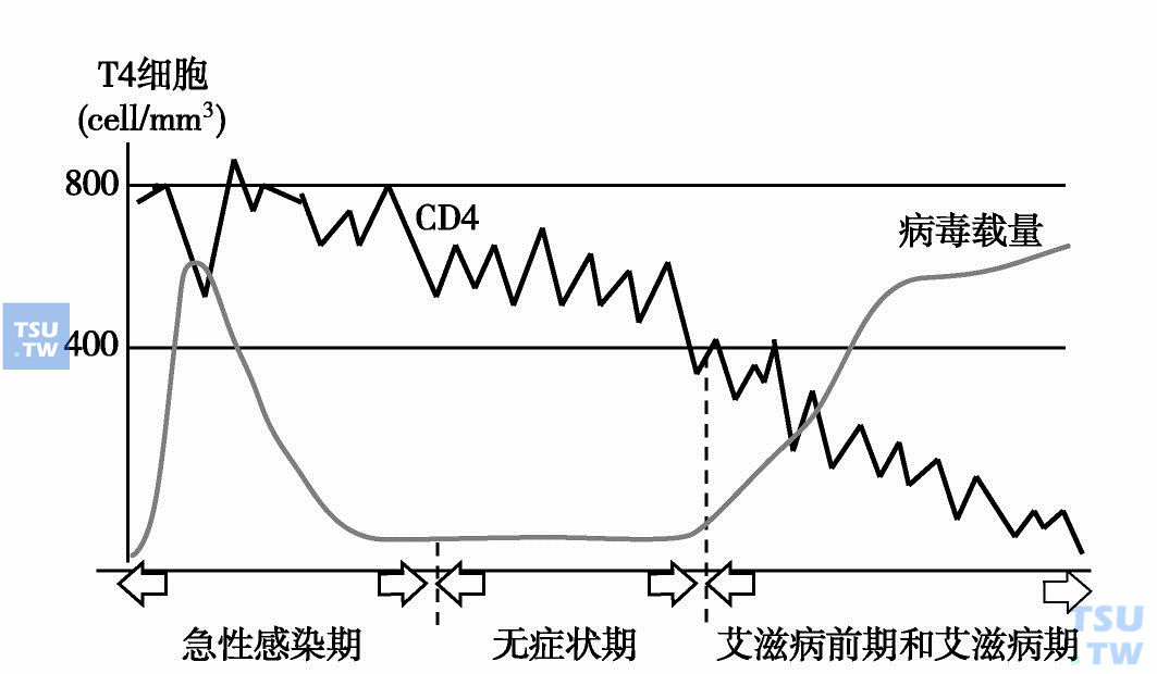  HIV感染时CD4细胞的减少规律