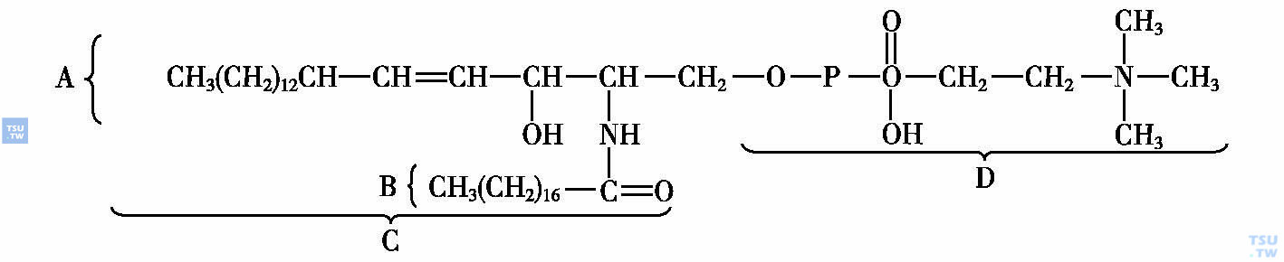  鞘磷脂的结构，A.鞘氨醇；B.脂肪酸；C.神经酰胺；D.磷酸胆碱