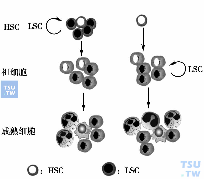  白血病干细胞的起源