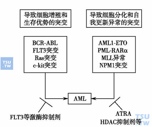  急性髓系白血病的双打击模型