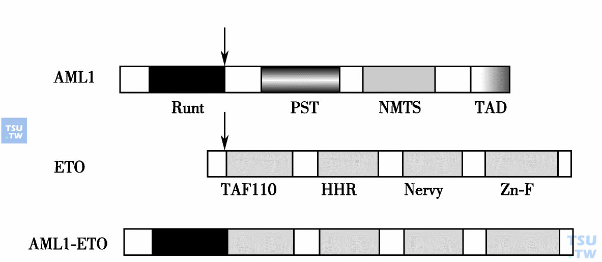  AML1、ETO和AML1-ETO融合蛋白的结构。箭头为断裂、融合的位点