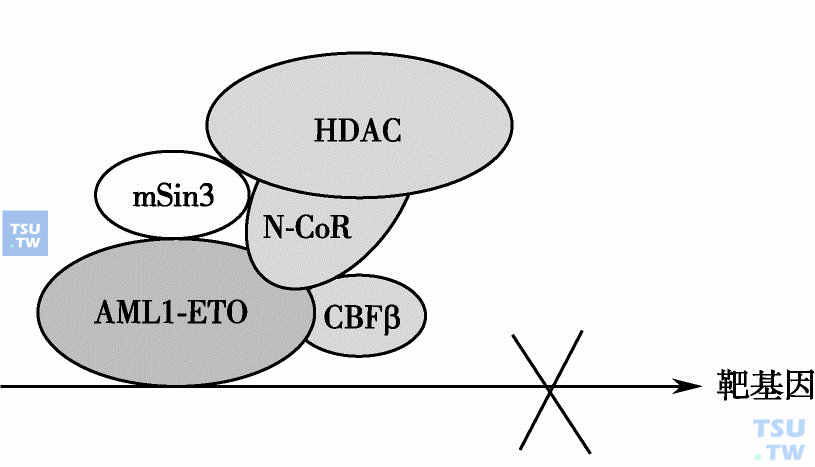  AML1-ETO抑制野生型AML1调节的靶基因的转录