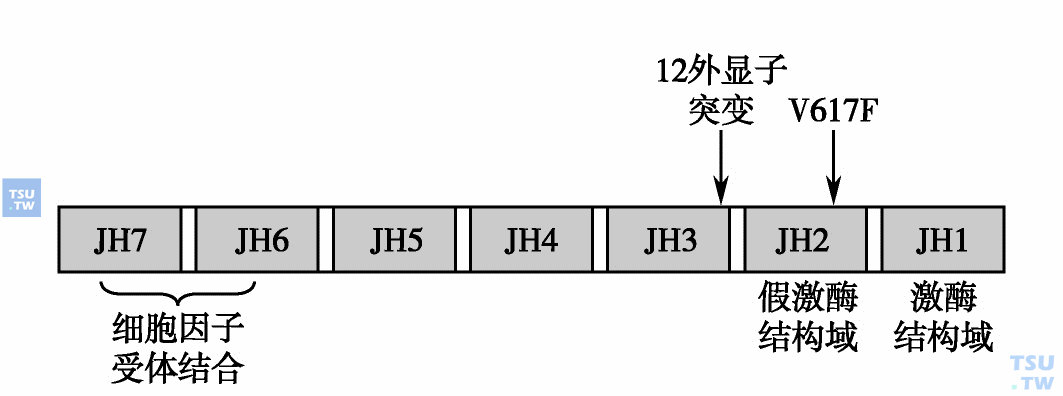  JAK2的基因结构及其基因突变结构域