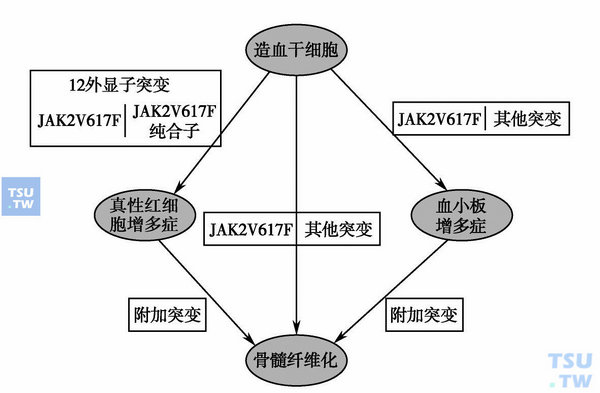  JAK2基因突变与MPN的关系