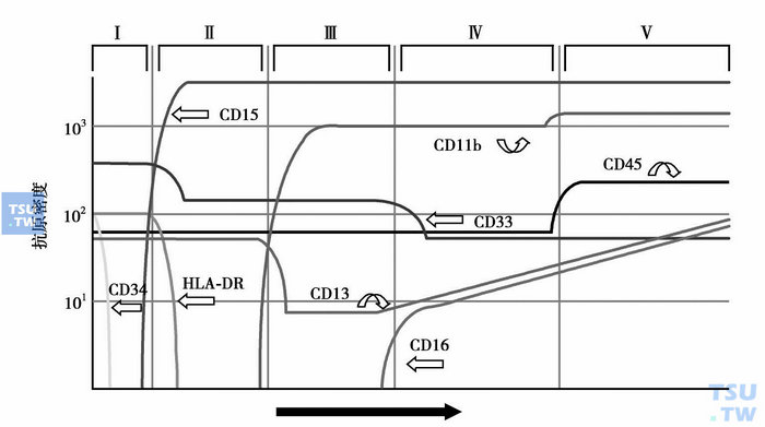  图1　粒细胞成熟过程中抗原的表达