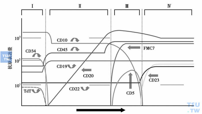  图3　B细胞成熟过程中抗原的表达