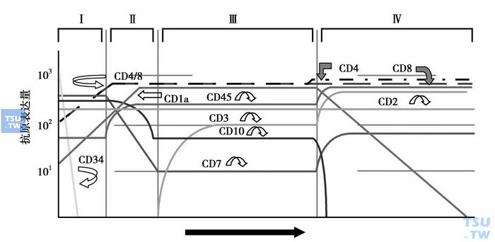  图4　T细胞成熟过程中抗原的表达