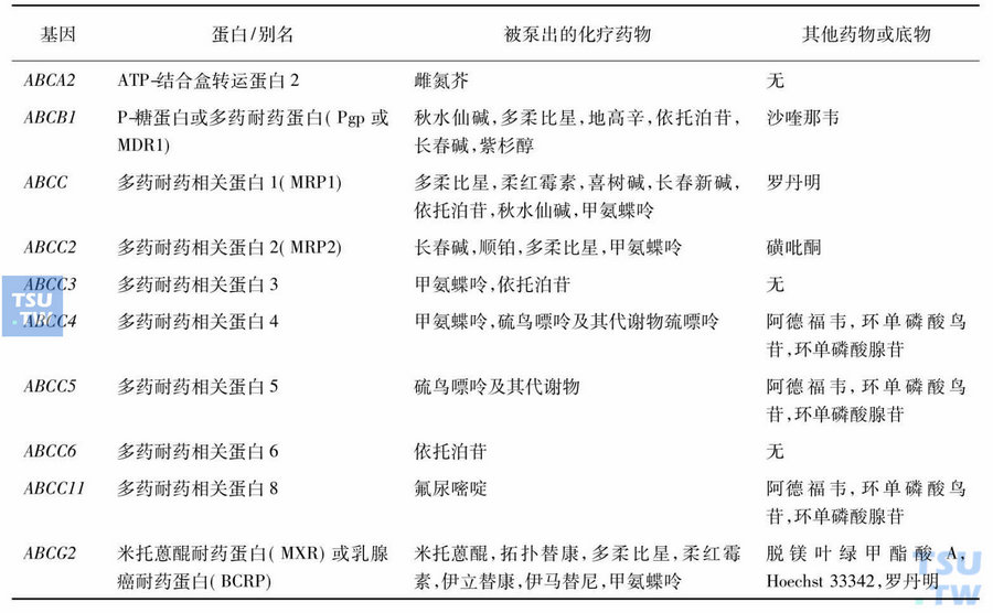 表1　ABC家族与耐药相关转运蛋白