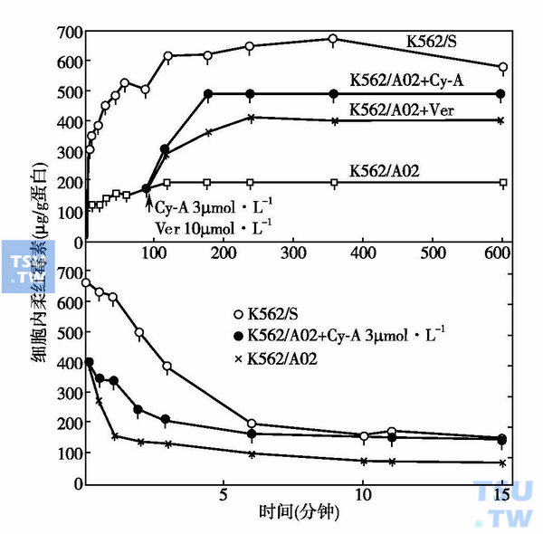  图3　K562及K562/A02细胞内DNR浓度