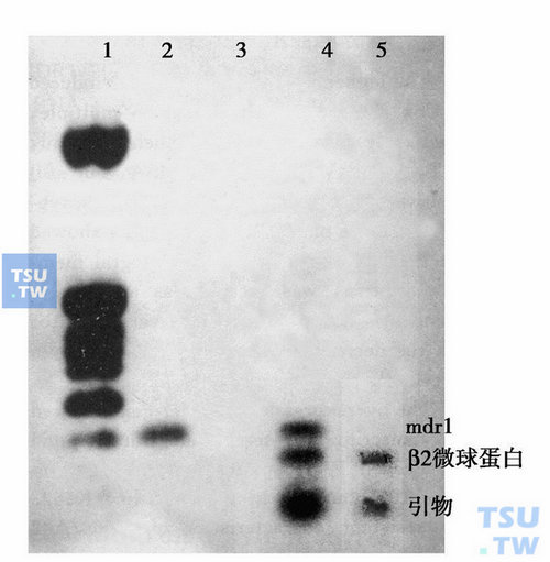  图6　RT-PCR法检测K562及K562/A02细胞中mdr1基因表达